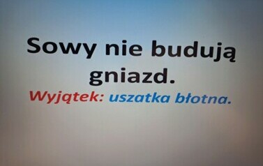 Noc S&oacute;w_8