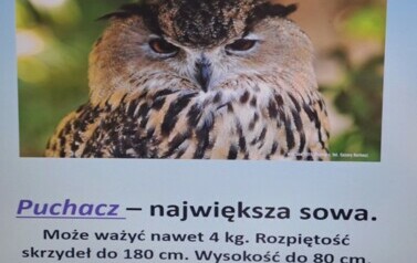 Noc s&oacute;w_7